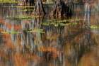 Autumn colors on Caddo Lake, Texas. Worlds largest bald cypress forest. Art Print